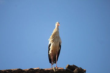 stork on the roof