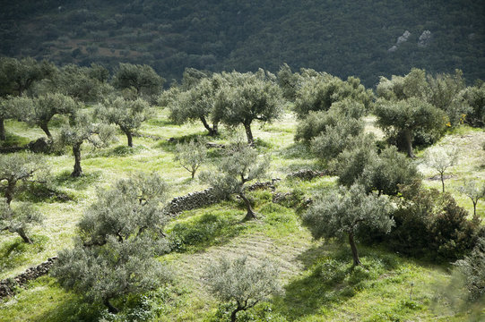 field with olive trees