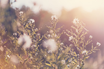 Field of flowers in bokeh soft blur for background with vintage