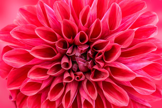 Close Up of a pink dahlia background