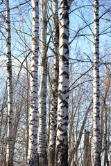 The trunks of the birch trees.