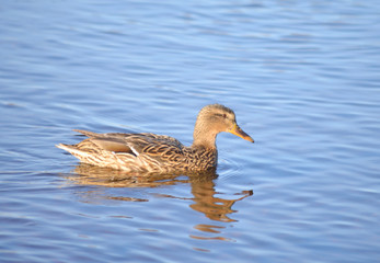 Duck on the water.
