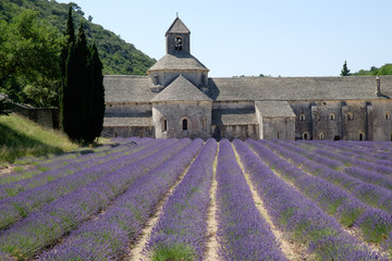 F, Provence, Vaucluse, Zisterzienserabtei Senanque; Kirche mit Lavendelfeld, klare, leuchtende Farben
