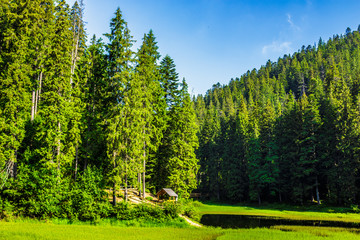 lake among the forest in mountains