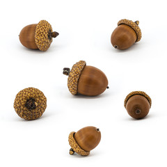 Set of acorns isolated on white background