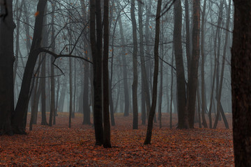 Dark foggy forest