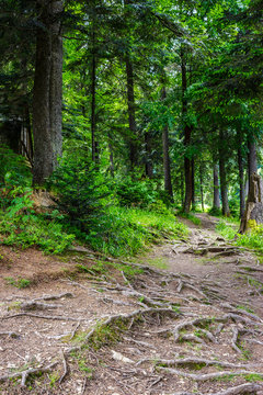 narrow path in a coniferous forest