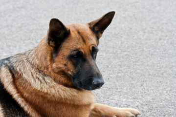 Attentive Shepherd, relaxing.