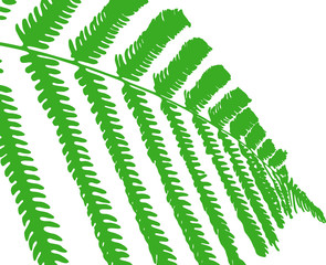 Close up silhouette of a tree fern leaf, vector illustration