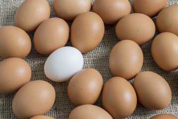 yellow chicken egg and the white in the middle