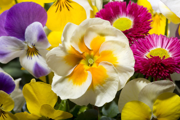 beautiful frozen spring flowers in spring setting