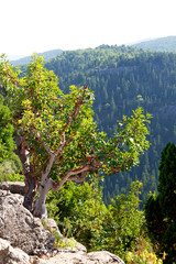 from the hill in asia   architecture ruins and nature