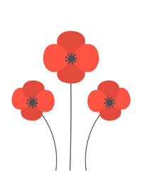 Red poppies illustration