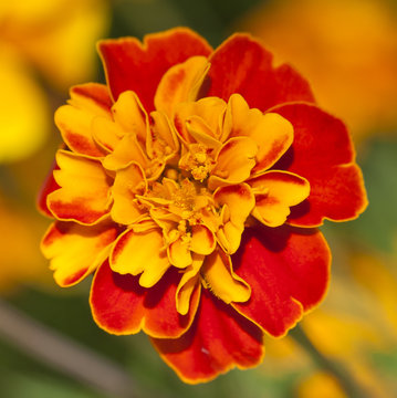 Clavel moro de vivos colores rojo y amarillo