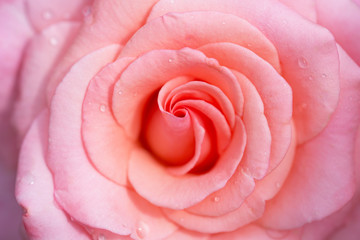 pink delicate rose close up