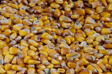 Whole kernel corn