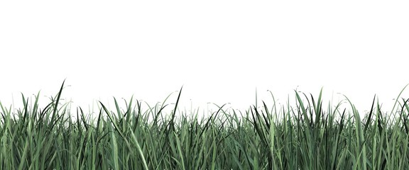 Grass close up isolated on white panorama