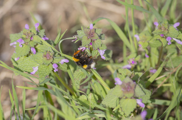 Striped Bumble bee sitting on a spring flower and collects nectar