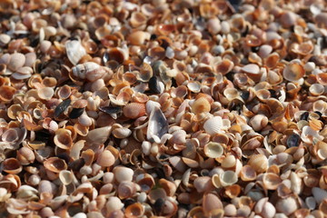 Ракушки на берегу чёрного моря
