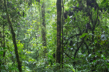 The jungle landscape