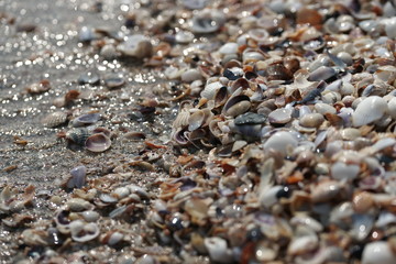 Ракушки на берегу чёрного моря