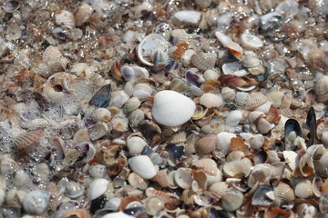 Ракушки на берегу чёрного моря