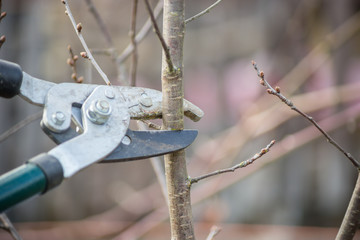 Baumschnitt Garten