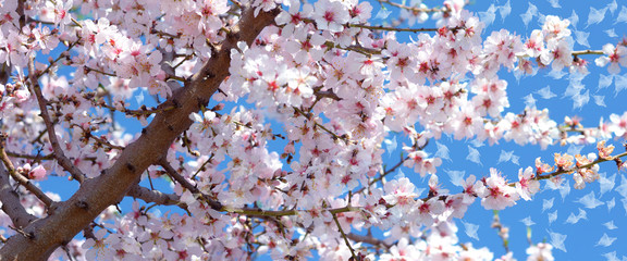 Ramo fiore di mandorlo - Primavera 