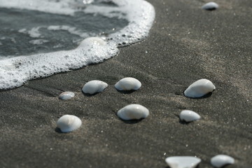 Белые ракушки на черном песке
