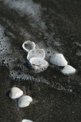 Fototapeta na wymiar Белые ракушки на черном песке 