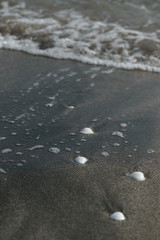 Белые ракушки на черном песке
