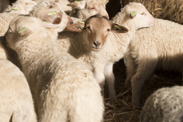 Lambs