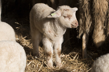 Lamb eating