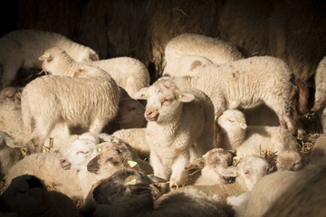 Flock of lambs and sheep