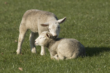 Naklejka na ściany i meble Two lambs on pasture