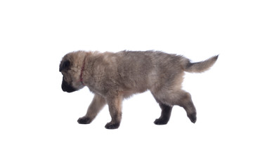Obraz premium Puppy, Belgian Shepherd Tervuren, walking, isolated
