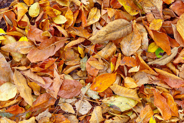 Background texture of old leaves autumn