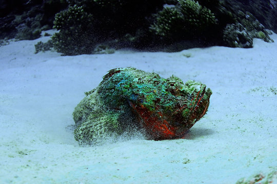 Synanceia Verrucosa Fish Stone