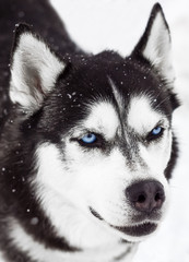 Portrait of a dog Siberian Husky