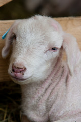 Fototapeta premium Sleepy lamb