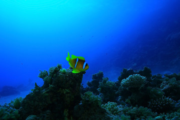 Fototapeta na wymiar unusual saltwater fish on a coral reef