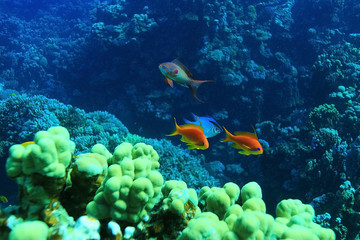 flock of fish on the coral reef