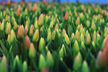 Fototapeta na wymiar a lot of yellow tulips