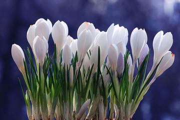 spring bouquet of flowers, white crocus snowdrops