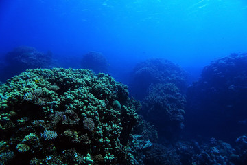 coral reef in the warm sea