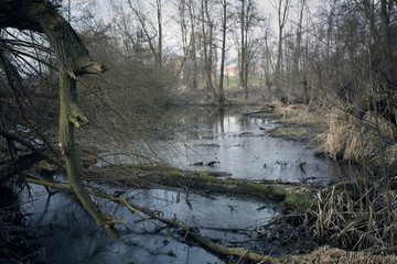 Swamps in autumn. Cool dark lake in primeval forest. Cold melancholic landscape with water vapour....