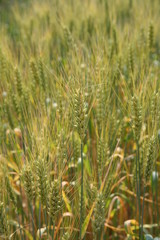 Ears of wheat