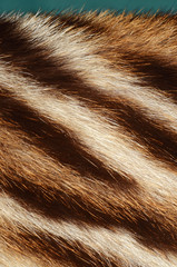 tiger skin background