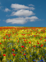 Mohnblumen und Kornblumen mit Wolken und blauem Himmel