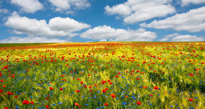 Blauer Himmel, Kornblumen und Mohnblumen im Getreidefeld